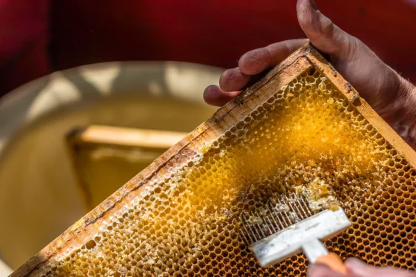 Artisan Honey Gourmet Tour