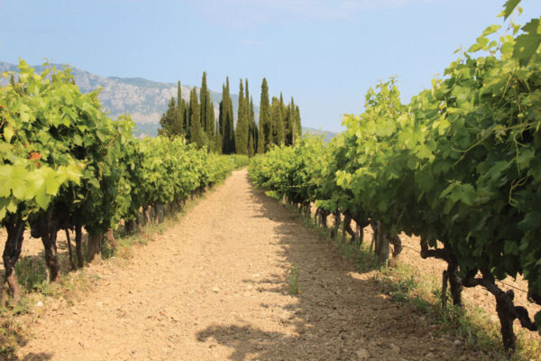 Malvasia & Local Delights Wine Tour - Image 2
