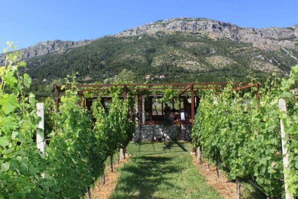 Malvasia & Local Delights Wine Tour - Image 4