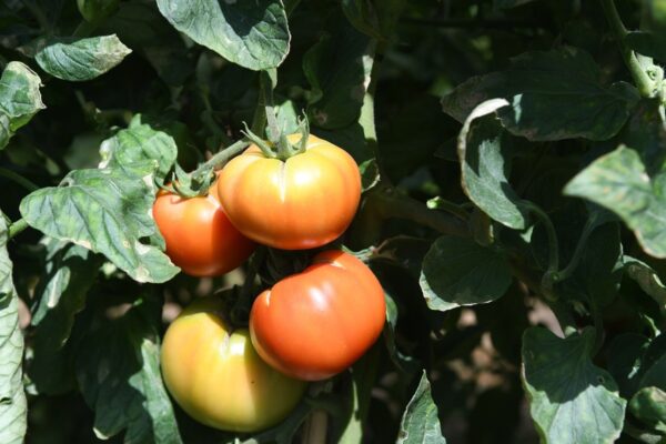 Private Organic Culinary Lesson - Image 5