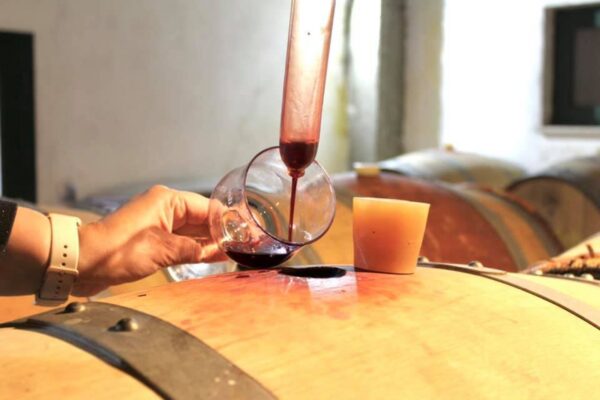 Oysters & Wine Tasting - Image 5